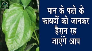 पान के पत्ते के फायदे जानकर आप दंग रह जायेगे  Benefits Of Betel Leaf [upl. by Kermit]