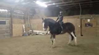 Clydesdale Dressage  Cusader [upl. by Ares]