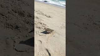 Friendly Sanderling at the beach [upl. by Giliana866]