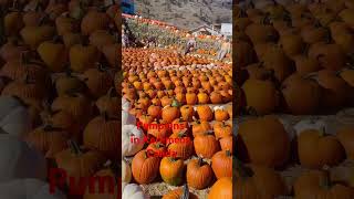 Pumpkins Display in Keremeos Canada [upl. by Charmion]