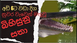 දරුණු සතෙක් නුවර වැවේ  Alligator Gar fish in Kandy lake [upl. by Indihar461]