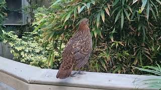 A female of Temmincks tragopan [upl. by Martineau]