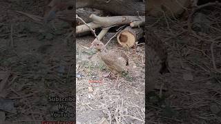 Pheasant searching termites birds trending birdslover wildlife shortsfeed [upl. by Ihdin]