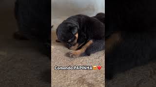 FILHOTES DE ROTTWEILER COMENDO PAPINHA 😍❤️rottweilerrottweilerpuppiesdogsperroscãesfilhotes [upl. by Zetes]