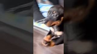 wiener dog puppies quotruinquot yoga class [upl. by Gombach]