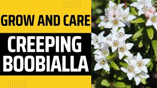 How To Grow And Care For Creeping Boobialla Myoporum Parvifolium [upl. by Alit]