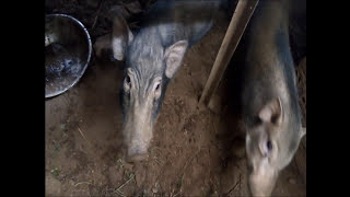 Wow Amazing Traditional Breed PIG VN Vs Australia Cow amp How To Bred PIG [upl. by Ecnahs]