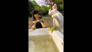 Cat Vs Dog Puppy Round 1 Funny Cute Animals [upl. by Candyce]