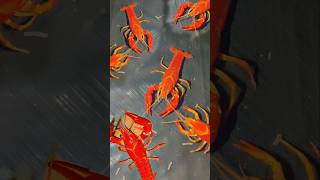 Crayfish courier packing video crayfishbreedingpair [upl. by Demetris]