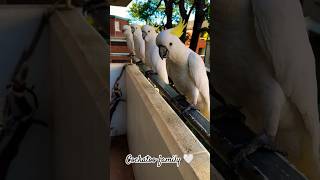 cockatoo reels house yellow parrot macaw family trending shorts pets lover ytshorts usa [upl. by Peer649]