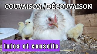 LA COUVAISON chez la poule [upl. by Ainirtak402]