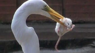 EGRET EATS MOUSE [upl. by Araed753]