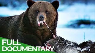 Band of Bears  In the Forests of Scandinavia  Part 1  Free Documentary Nature [upl. by Odama]