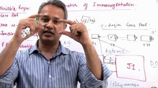 Immunology Lecture 11 Part 7 Genetics of Immunoglobulin Diversity [upl. by Nabetse]