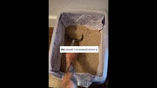 Is it possible to never scrub my cat’s litter box again catlitter catlitterbox catshorts kitten [upl. by Noemi]