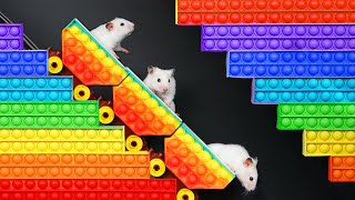 DIY Hamster Maze  Pop It Challenge [upl. by Irina276]