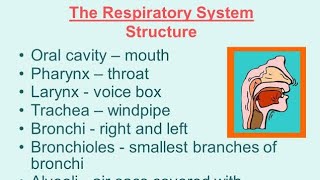 Common Disorders Of Respiratory System [upl. by Enileuqaj]