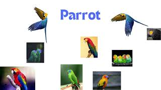 Birds name for kids  correct pronunciation of birds name [upl. by Ahseinad]