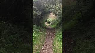 A muntjac deer on the trail 🦌 [upl. by Lerrej]