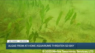 Algae found in athome aquariums now found in San Diego Bay [upl. by Aniaj]