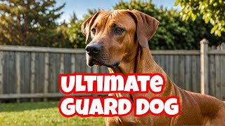 Meet the Rhodesian Ridgeback The Ultimate Guard Dog for Protection  rhodesian ridgeback guard dog [upl. by Osgood]