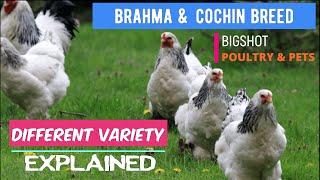 Brahma and Cochin Chicken variety suppliers in INDIA 09866207861 [upl. by Yrrab372]