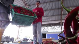 verstyleproduction  Agropreneur Muda Hashim Usahawan Cili by MOA amp UAM [upl. by Weirick]