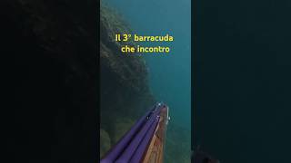 barracuda adriatico mare pescainapnea pescasubmarina fishing apnea italia spearfishing sea [upl. by Siroval]