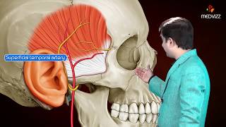 Temporal fascia medical animation  Gross anatomy of Head and Neck  Dr G Bhanu Prakash [upl. by Anse]