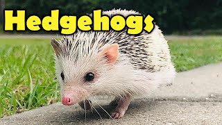 Hedgehogs  10 Cute Facts about the Hedgehog [upl. by Rome]