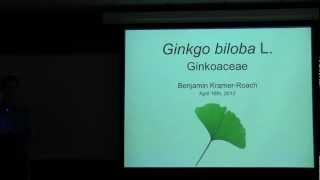 Ginkgo biloba Ginkgo [upl. by Ennayk]