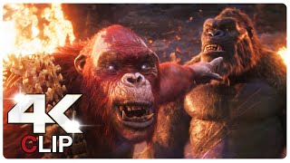 Kong Vs Skar King  Fight Scene  GODZILLA X KONG THE NEW EMPIRE NEW 2024 Movie CLIP 4K [upl. by Bonnie852]