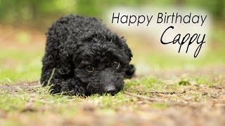 Miniature Poodle Cappy  3 wonderful Years old ♥ [upl. by Whitebook]