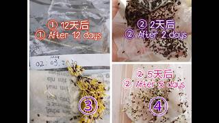 How to grow celtucechinese lettuce from seed 莴苣催苗 [upl. by Ateloj695]