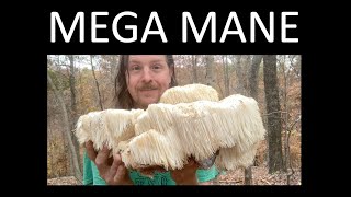 GIGANTIC LIONS MANE MUSHROOM [upl. by Anelle]