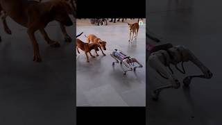 Robot Dog Vs Real Dog Fight 🐶🐕 😱😱 shorts [upl. by Elleined]