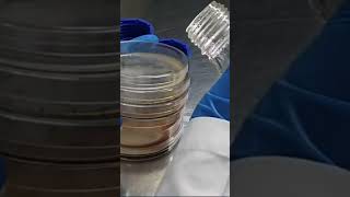 Pour plate method in microbial limit testing microbiology lab research microbiologist [upl. by Cony]