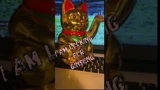 Firewall Street Band GINSENG SONG Coming soon on youtube lyrics music bestnewmusic rock cat [upl. by Borlase680]