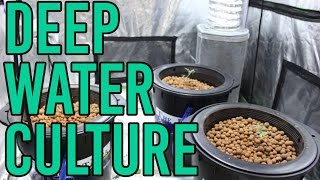 How To Setup a Hydroponic DWC Deep Water Culture System [upl. by Readus128]