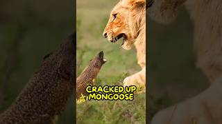 The Mongoose Don’t Give a Sht😤 [upl. by Sancha610]