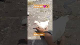 Landui buchi song 😈🦅kabutar pigeon [upl. by Naarah159]