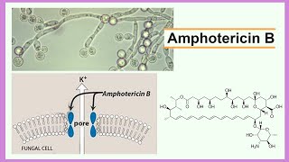 amphotericin B [upl. by Carolyne271]