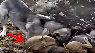 Kangal Obliterates A Wolf  Kangal vs wolf fight [upl. by Christen361]