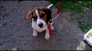 Beagle Av Köpeği Eğitim Videosu Yavru [upl. by Gayn]