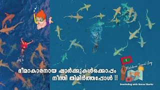 Snorkeling with Nurse Sharks Adventure in Maldives with Drone amp Under Sea Visuals [upl. by Ellehcam]