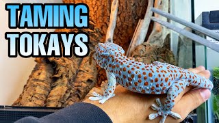 FEEDING MY TOKAY GECKOS  TAMING TOKAYS [upl. by Nnasus]