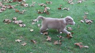 Border Collie Puppies for Sale [upl. by Adnahsal]