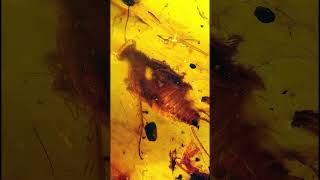 Extinct roach in amber  Perspicuus Pilosus [upl. by Gilchrist]