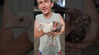 shorts Dwa nowe kurczaki amazing travel philippines chicken animals [upl. by Rica463]