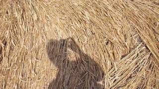 Crop Circle at Chilcomb Ranges nr Winchester Hampshire UKAugust 2016 [upl. by Egni]